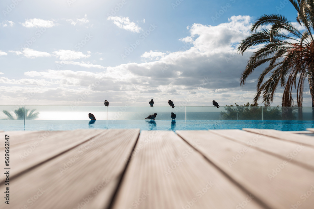 Beautiful exotic view with pigeons near the pool and palm trees near the ocean
