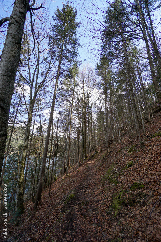 Idyllic path in the forest on steep mountainside
