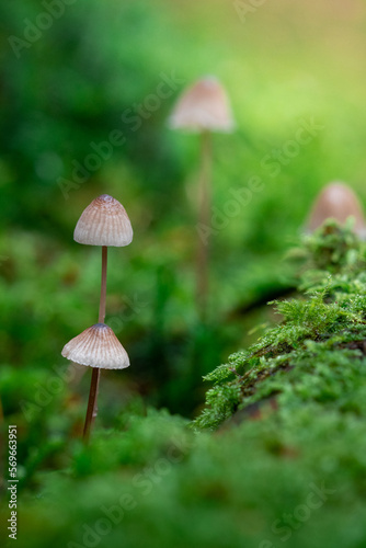 Closeup of macro of mushrooms