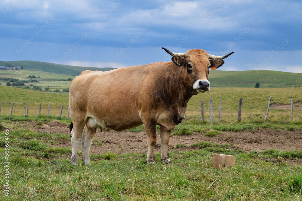 A cow with a salt lick in the mountain pasture under a stormy sky. Salt lick is a simple way to provide animals with a complement of mineral salts.