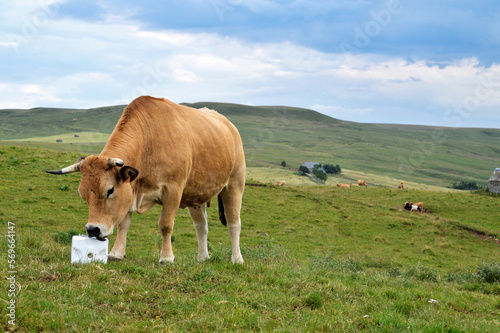 Φωτογραφία A cow licking a salt lick in the mountain pasture under a stormy sky
