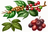 Ripe and unripe berries isolated on a white background, red coffee beans on a branch of the coffee tree, and red coffee beans on a branch of the coffee tree in harvest. Generative AI
