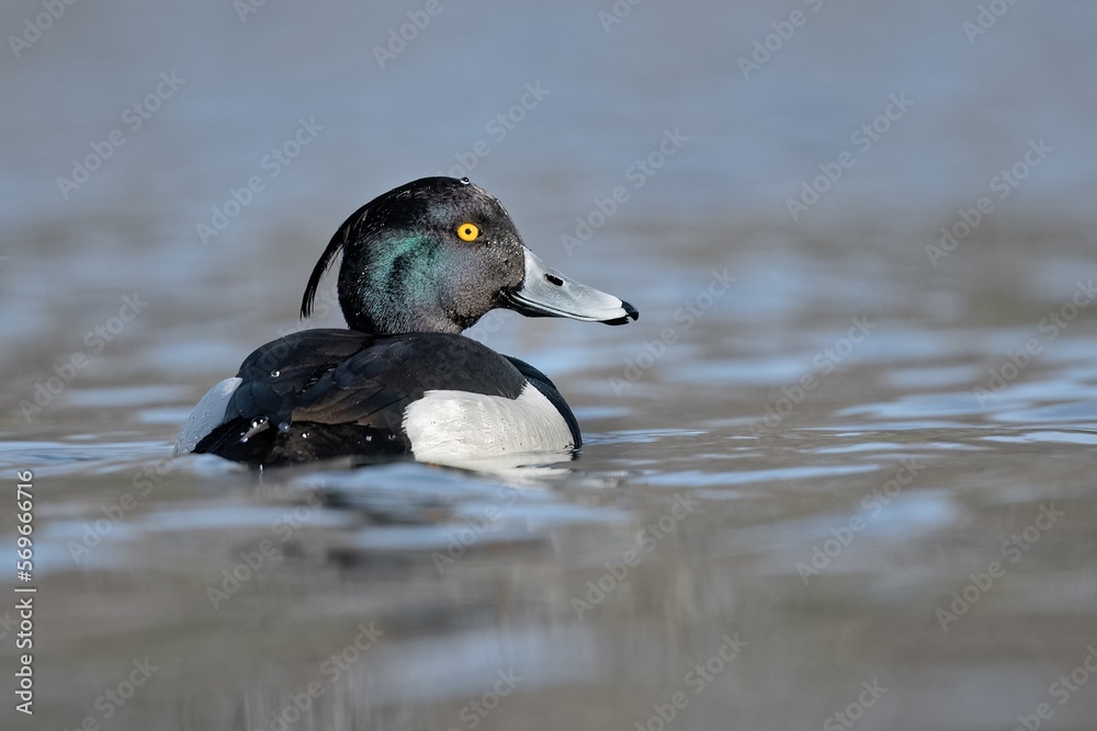 Fototapeta premium Tufted duck