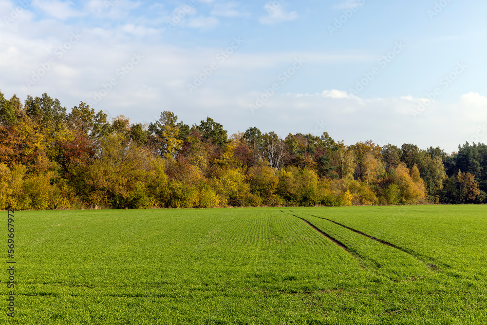 Fototapeta premium Autumn foliage on trees in Europe