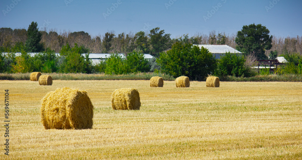 The rolls of straw in the summer