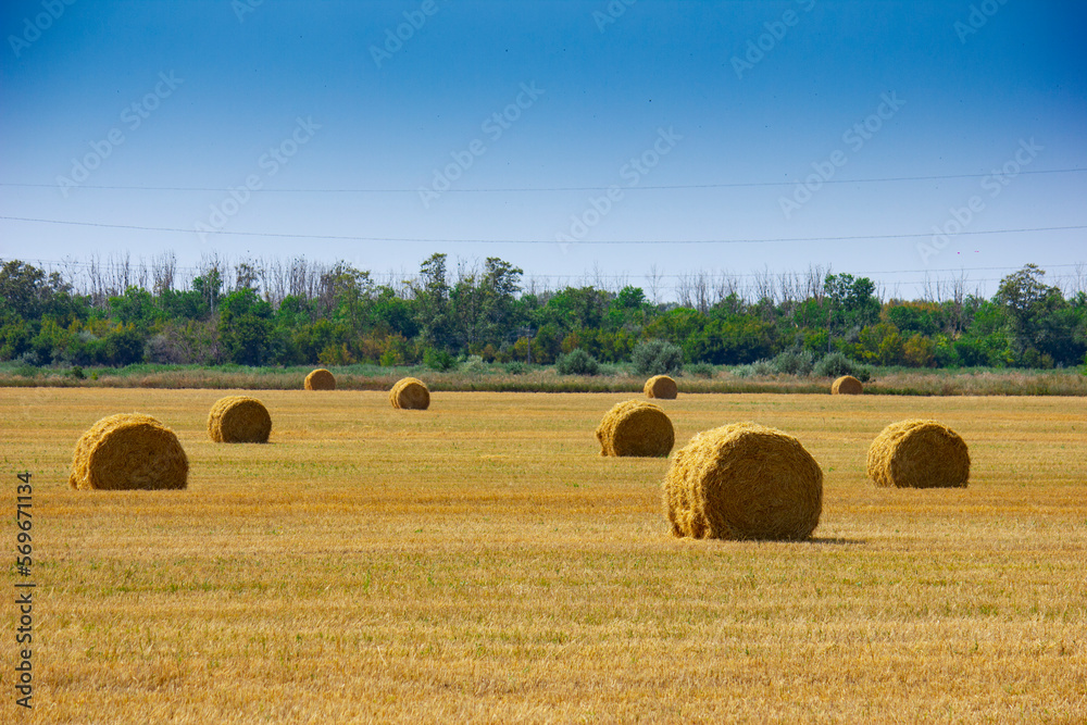The rolls of straw in the summer