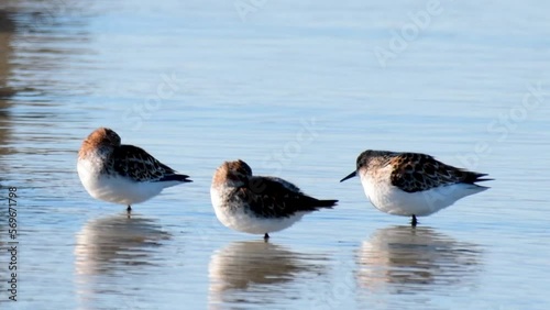 Little stint Calidris minuta in the wild. photo