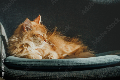 a red-haired cute cat sits in a blue chair