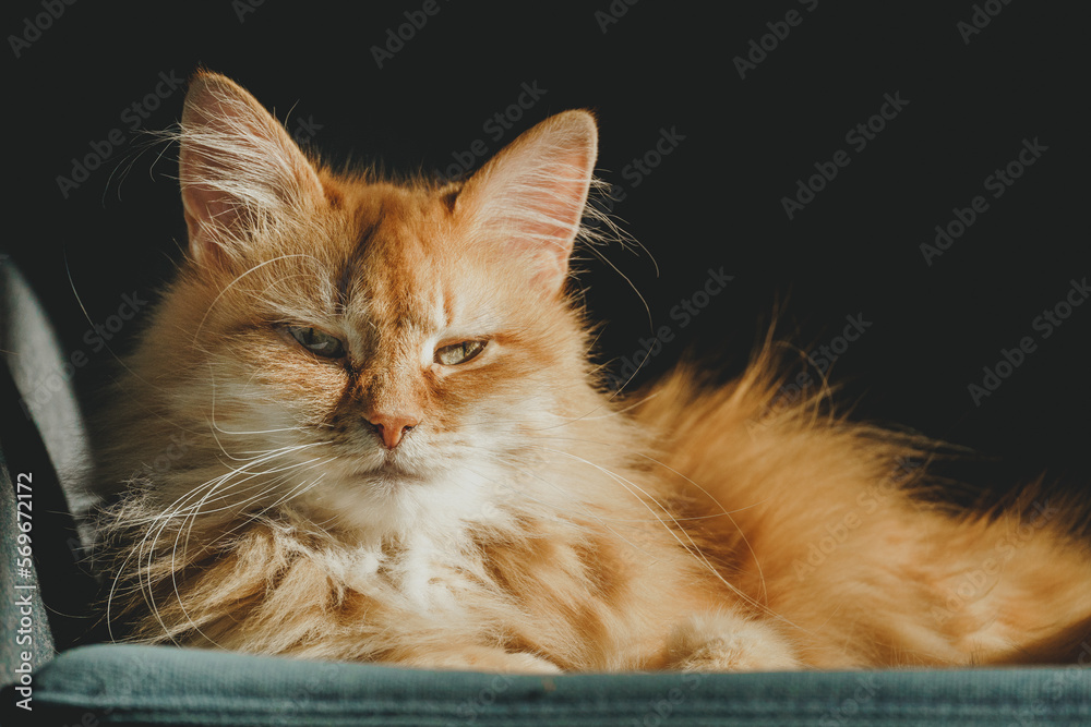a red-haired cute cat sits in a blue chair