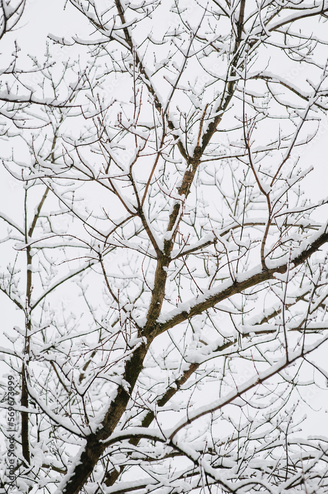 Tree with white snow on the branches. Photography, beautiful winter nature. Tree with white snow on the branches. Photography, beautiful winter nature.