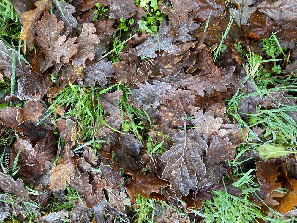 Closeup of frosted dead leaves on grass. Closeup of frosted dead leaves on grass.