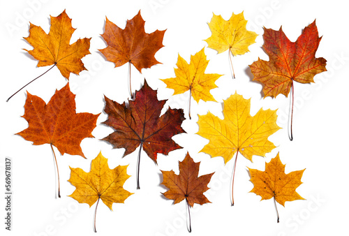 Colorful autumn maple leaves isolated on a white background