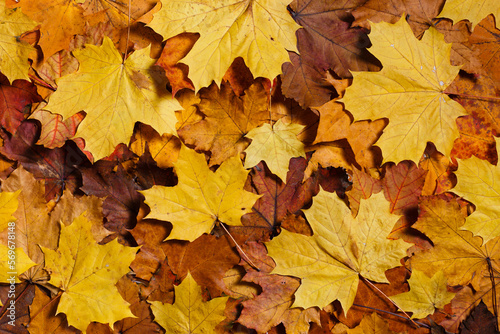 Colorful background of autumn maple leaves. Warm colors of autumn.