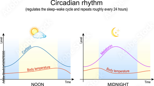 circadian rhythm. Body temperature, cortisol and melatonin