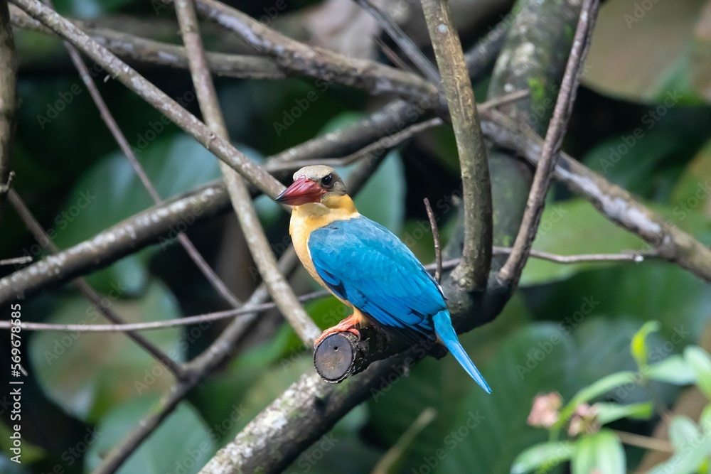 Stork billed kingfisher, Pelargopsis capensis