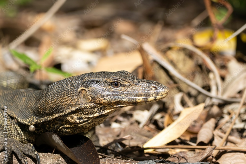 Portrait of an Asian water monitor, Varanus salvator Portrait of an Asian water monitor, Varanus salvator