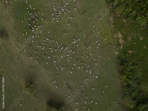 A lot of cows top view Dominican Republic birds view