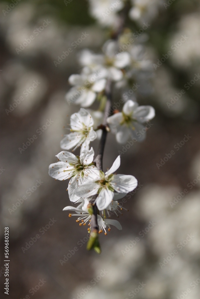 blooming in spring blooming in spring