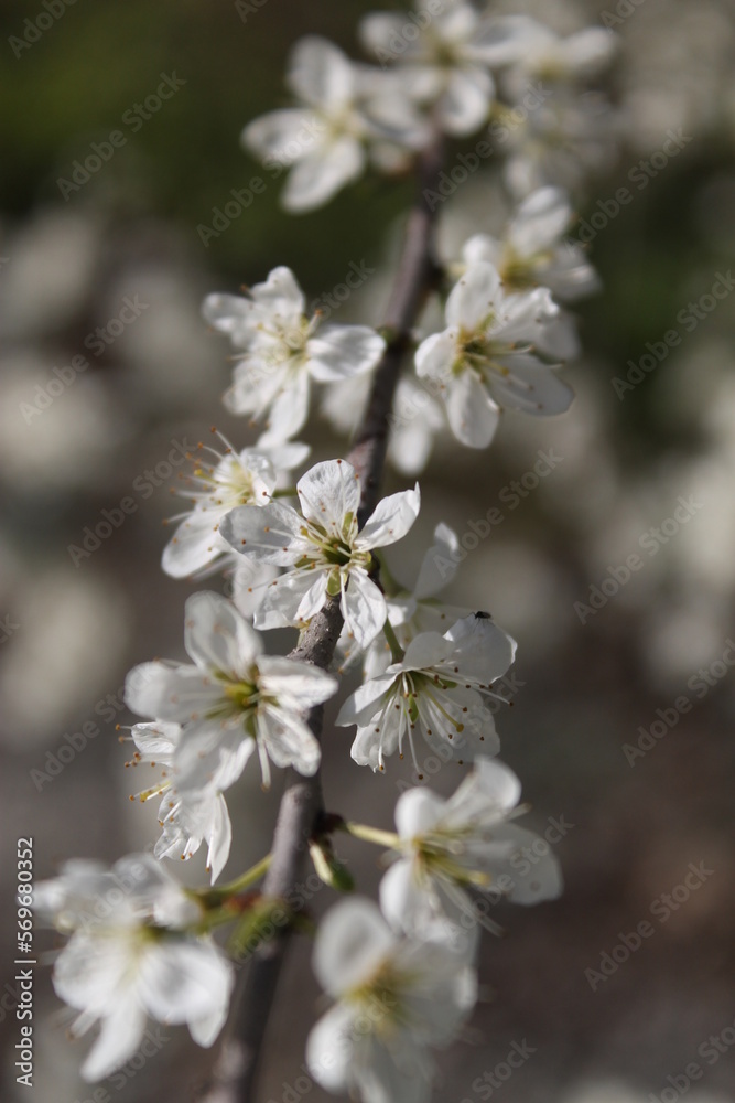 Obraz premium blooming in spring
