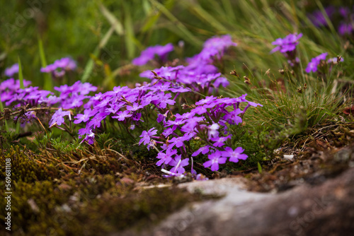 Early spring flowers. New life in colorful fields. Nature well being concept.