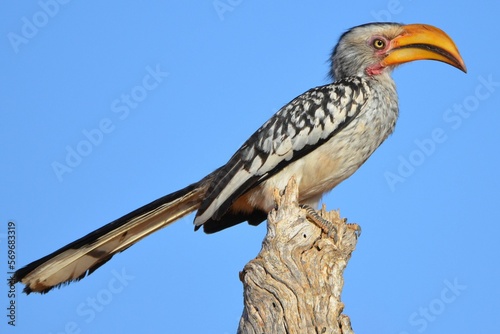 Portrait of a southern yellow-billed hornbill