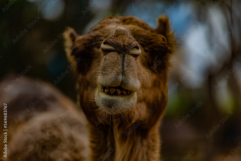 Fototapeta premium portrait of a camel