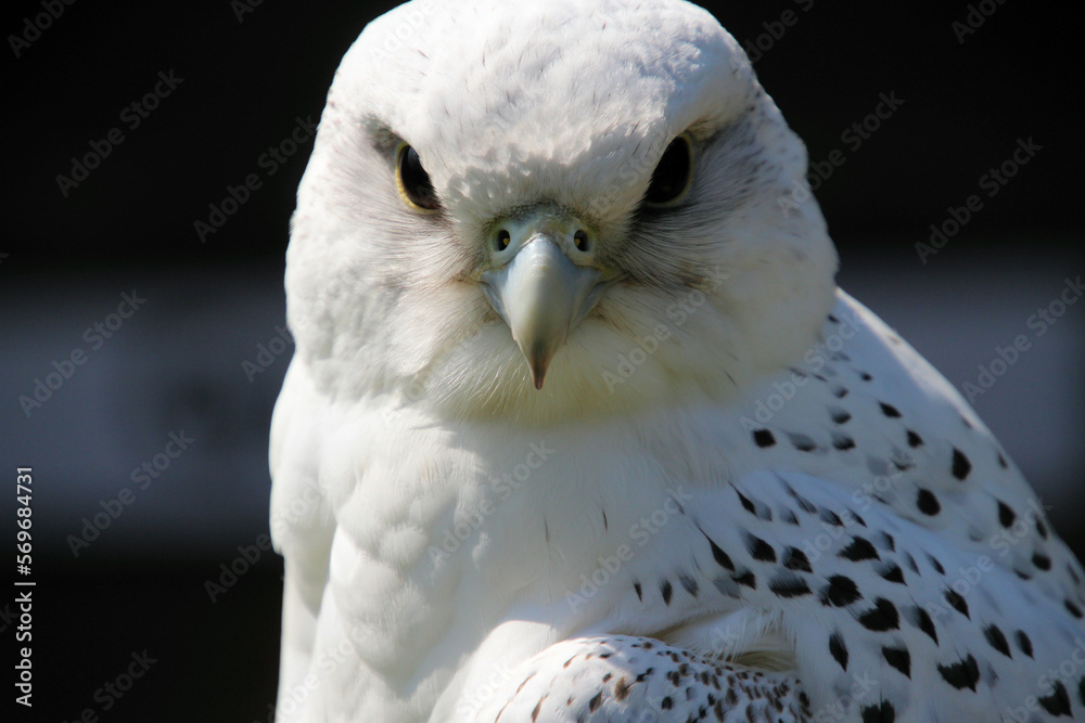 Obraz premium A close up of a Gyr Falcon