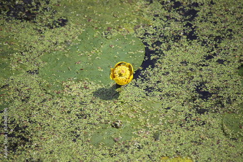 Close-up of a yellow flower grown on a pond.
