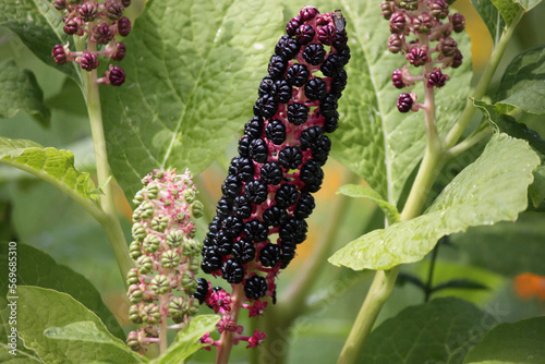 Flower lakonos berry on a sunny day close-up.