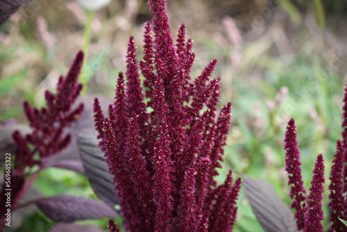 Amaranth flowers on a sunny day close-up.