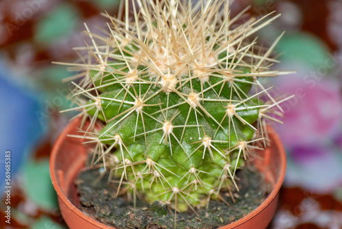 Cactus flower with large needles on a sunny day close-up.