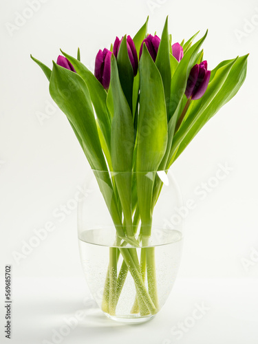 Tulips on a white background. Purple tulips. Close-up.