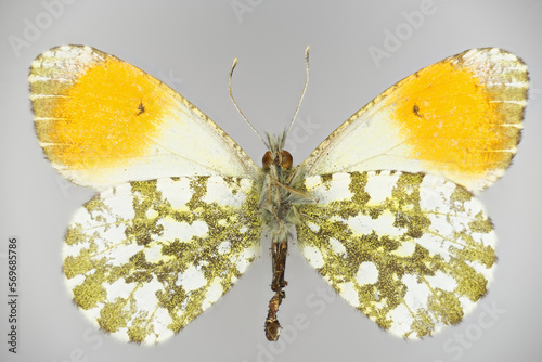 Orange tip, Anthocharis cardamines (family Pieridae), a butterfly. photo