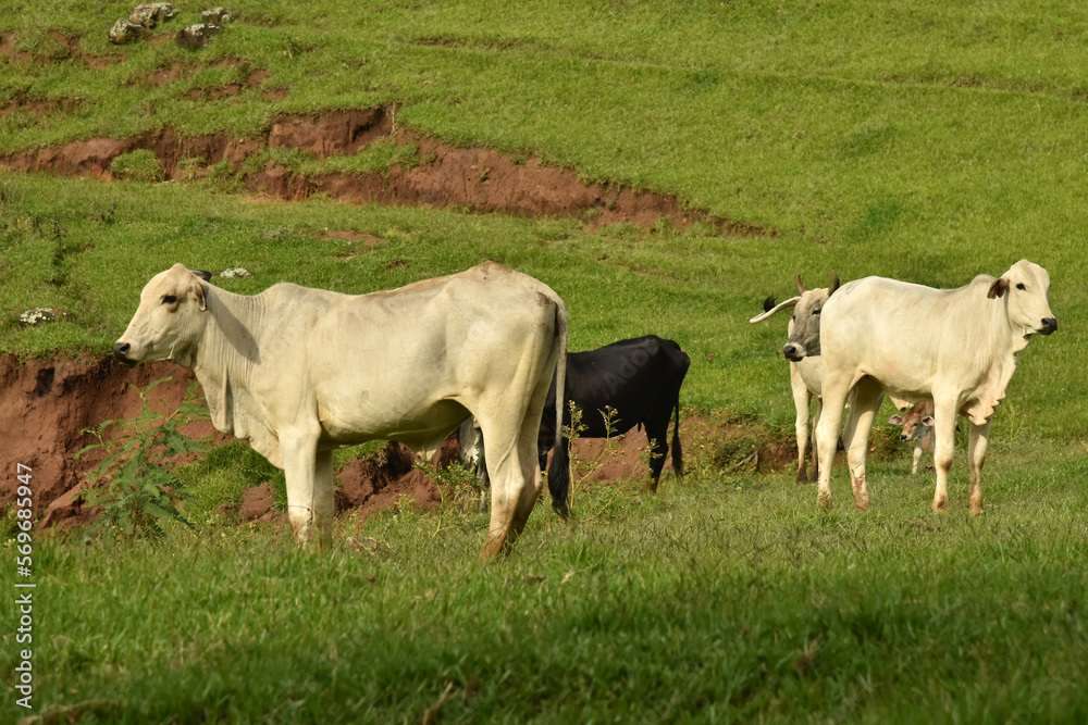 Cows and oxen in the field Cows and oxen in the field