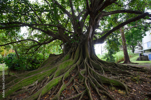 Giant fig tree in public park seen in Martinique island.