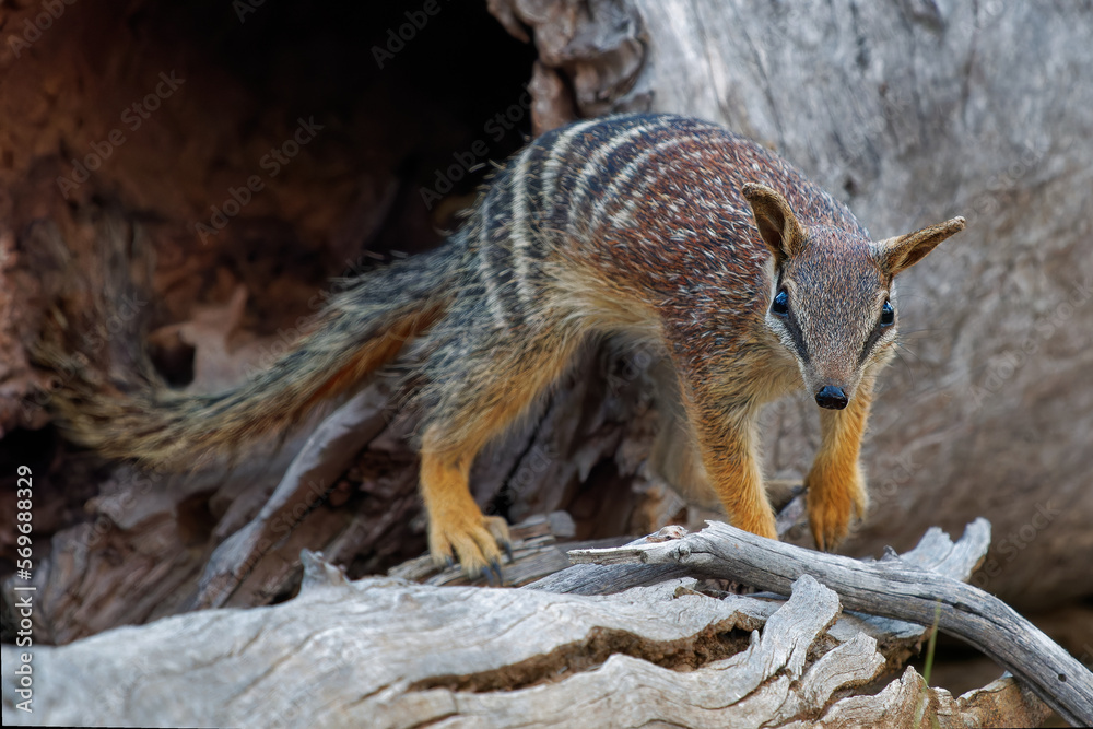 Numbat Myrmecobius fasciatus also noombat or walpurti, insectivorous