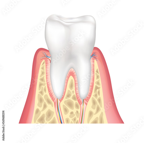 Tooth structure. Anatomy of teeth. Dental medical illustration.