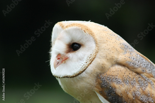 Barn owl profile © Brams.Photography