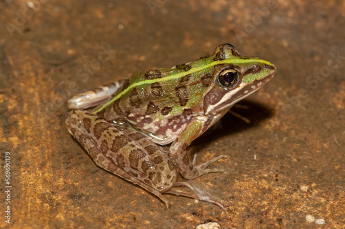 Common river frog (Amietia angolensis)	 photo