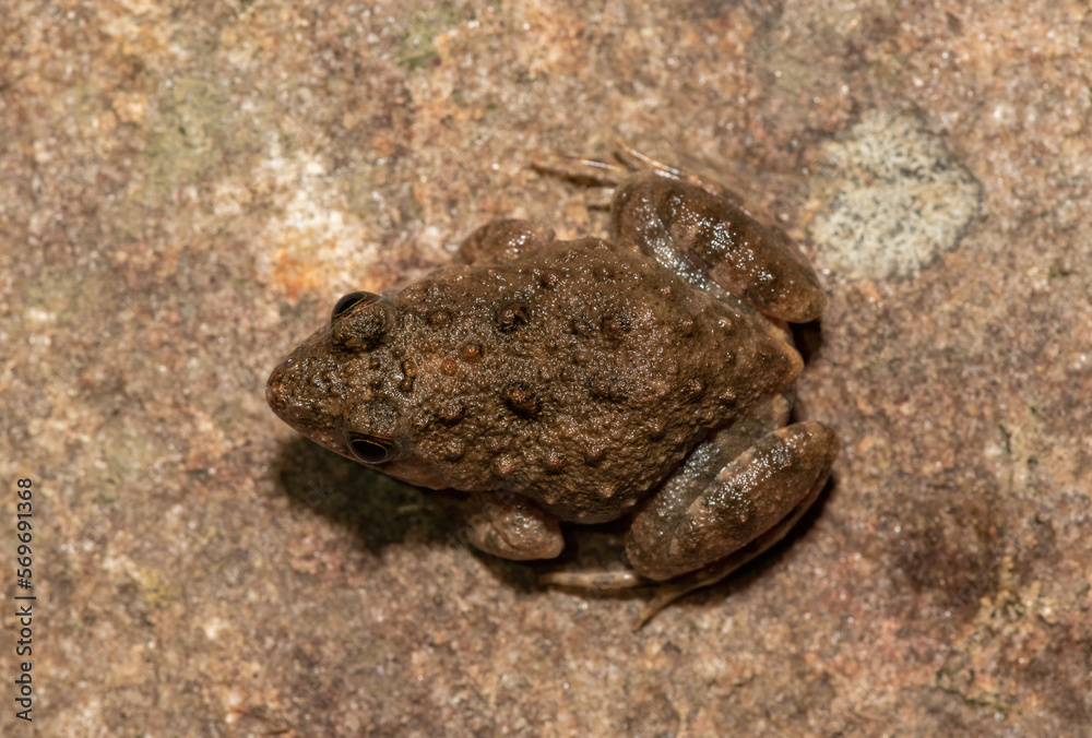 Obraz premium Snoring Puddle Frog (Phrynobatrachus natalensis) 