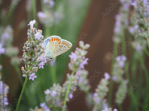 chapman's blue