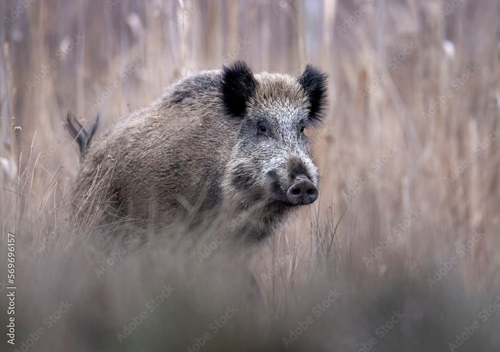 Φωτογραφία Wild boar close up ( Sus scrofa )