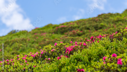 Alpine Flower rhododendron hirsutum (also called hairy alpenrose or almrausch, almenrausch or steinrose) in Austrian Alps.  photo