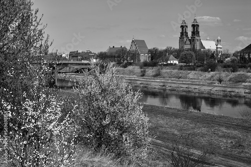 Historic, gothic buildings on the Warta River and white flowers in bushes © GKor