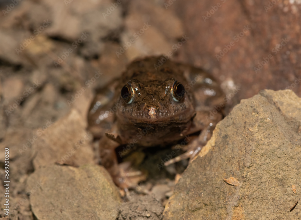 Snoring Puddle Frog (Phrynobatrachus natalensis) Snoring Puddle Frog (Phrynobatrachus natalensis)