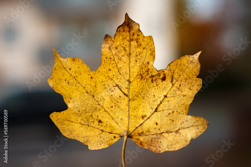 leaf of a tree in autumn at gray sky in blurred background