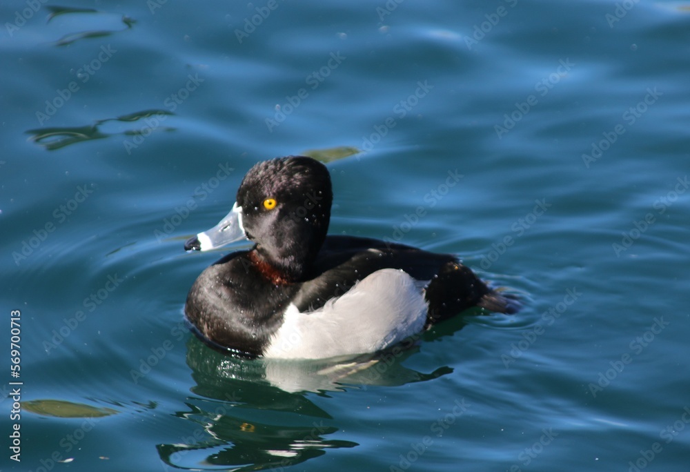Fototapeta premium duck in the water