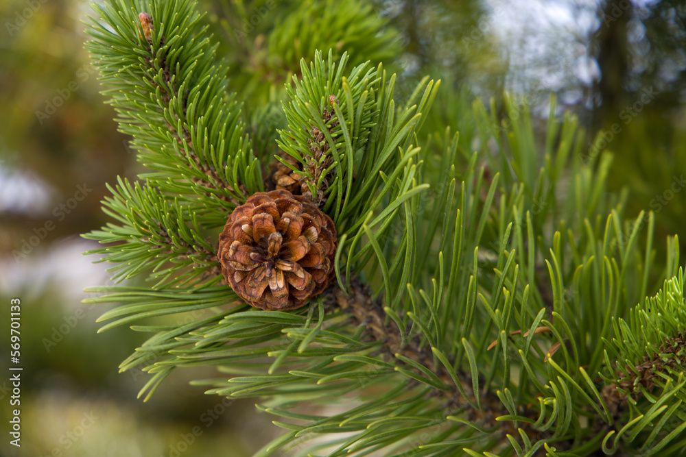 pine cone on a branch of the spruce. green background.