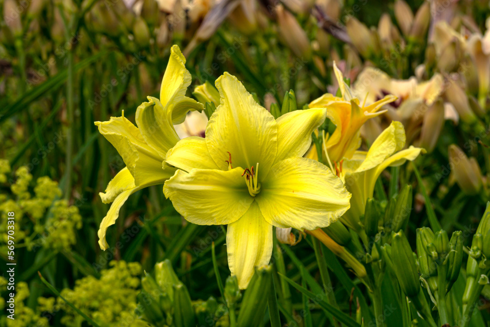 Yellow daylilies in a city park in a flower bed. Yellow daylilies in a city park in a flower bed.