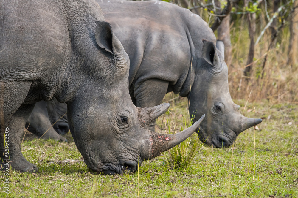 Close profile view of two adult female white rhinos grazing. Zziwa rhino sanctuary, Uganda. Close profile view of two adult female white rhinos grazing. Zziwa rhino sanctuary, Uganda.